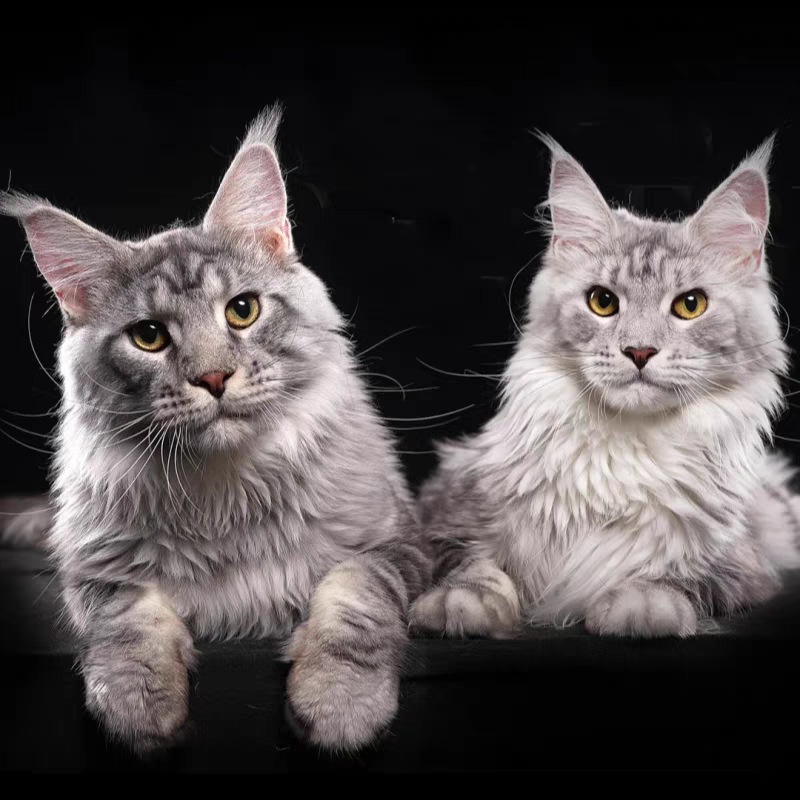 猫舍直销批发价格出售缅因猫